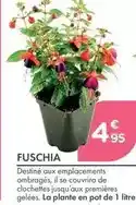Point Vert Fuschia offre