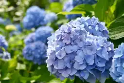 Gamm vert Ecloz hortensia de jardin ecloz offre