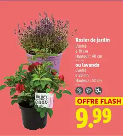 Lidl Rosier de jardin offre