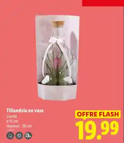 Lidl Tillandsia en vase offre