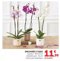 Bi1 Orchidée 2 tiges offre