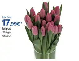 Costco Tulipes offre