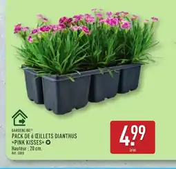 ALDI GARDENLINE Pack de 6 ceillets dianthus offre