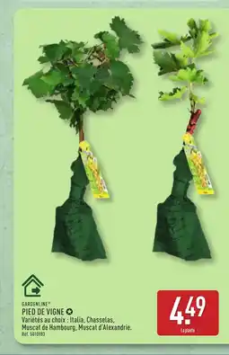ALDI GARDENLINE Pied de vigne offre