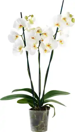 Auchan Sans marque orchidée 3 branches offre