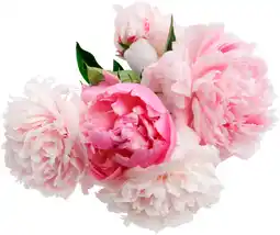 Auchan Supermarché Sans marque bouquet de 5 pivoines offre