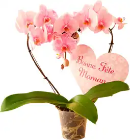 Auchan Supermarché Sans marque orchidée en forme de coeur offre