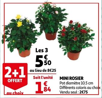 Auchan Mini rosier offre