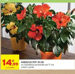 Intermarché Hibiscus pot 19 cm offre