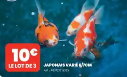 Animalis Japonais varié 6/7cm offre