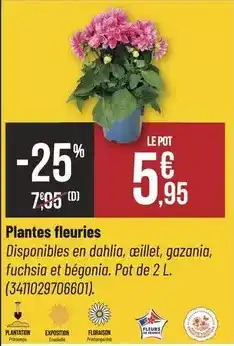 Bricorama Plantation - plantes fleuries offre