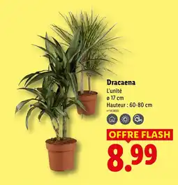 Lidl Dracaena offre