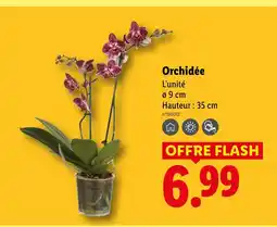 Lidl Orchidée offre