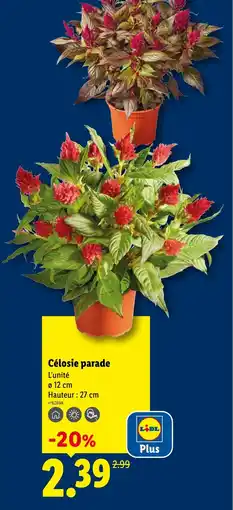 Lidl Célosie parade offre