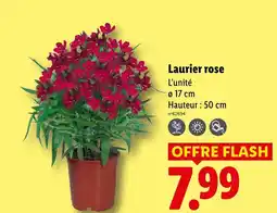Lidl Laurier rose offre