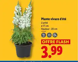 Lidl Plante vivace d'été offre