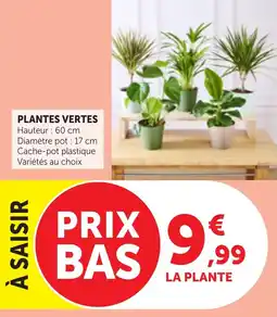 Bi1 Plantes vertes offre