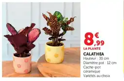 U Express Calathea offre