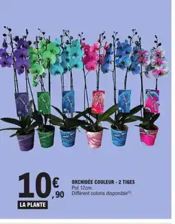 E.Leclerc Orchidee couleur - 2 tiges offre