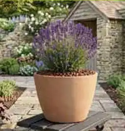 Rural Master Pot emilia ø 26 cm offre