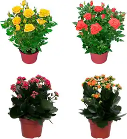Auchan Sans marque mix plantes fleuries offre