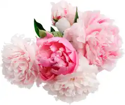 Auchan Supermarché Sans marque bouquet de 5 pivoines + 1 offerte offre