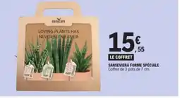E.Leclerc Sanseviera forme spéciale offre