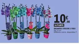 E.Leclerc Orchidées couleur 2 tiges offre