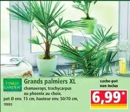 Norma Grands palmiers XL offre