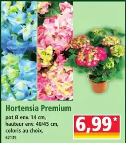 Norma Hortensia Premium offre