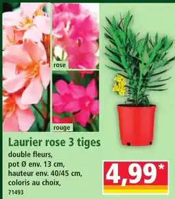 Norma Laurier rose 3 tiges offre