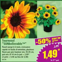 Norma Tournesol sunbelievable offre