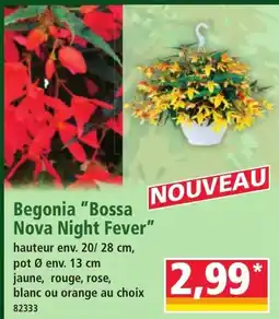 Norma Begonia Bossa Nova Night Fever offre