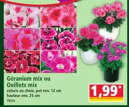 Norma Géranium mix ou Oeillets mix offre