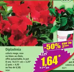 Norma Dipladénia offre