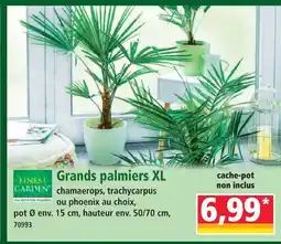 Norma Finest garden grands palmiers xl offre