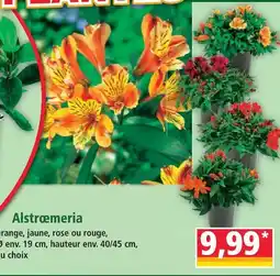 Norma Alstroemeria offre