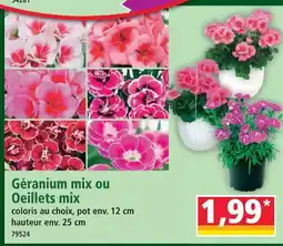 Norma Géranium mix ou oeillets mix offre
