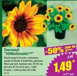 Norma Sunbelievable tournesol offre
