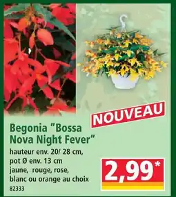 Norma Begonia bossa nova night fever offre