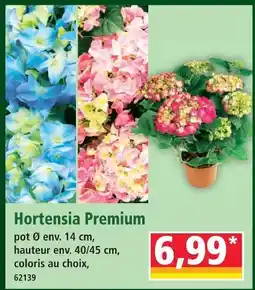 Norma Hortensia premium offre