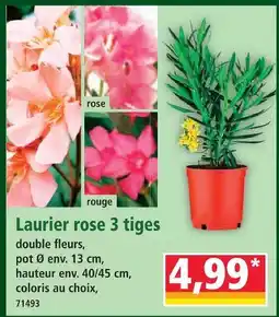 Norma Laurier rose 3 tiges offre