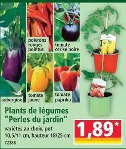 Norma Perles du jardin plants de légumes offre