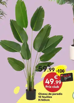 Maxi Bazar Oiseau de paradis offre