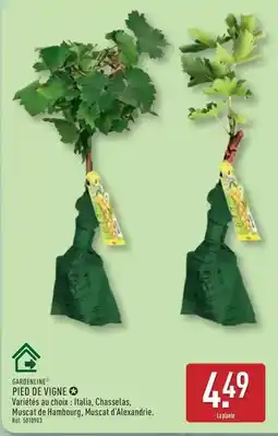 ALDI Carrefour - pied de vigne offre