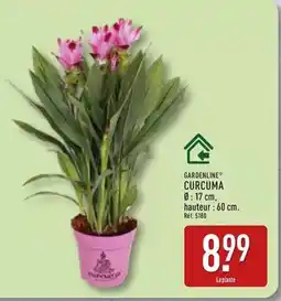 ALDI Curcuma offre