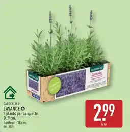 ALDI GARDENLINE Lavande offre