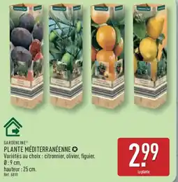 ALDI GARDENLINE Plante méditerranéenne offre
