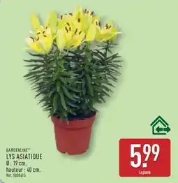 ALDI GARDENLINE Lys asiatique offre