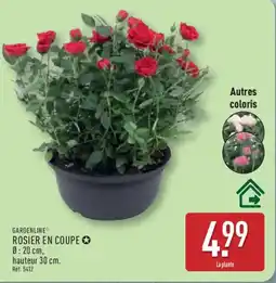 ALDI GARDENLINE Rosier en coupe offre
